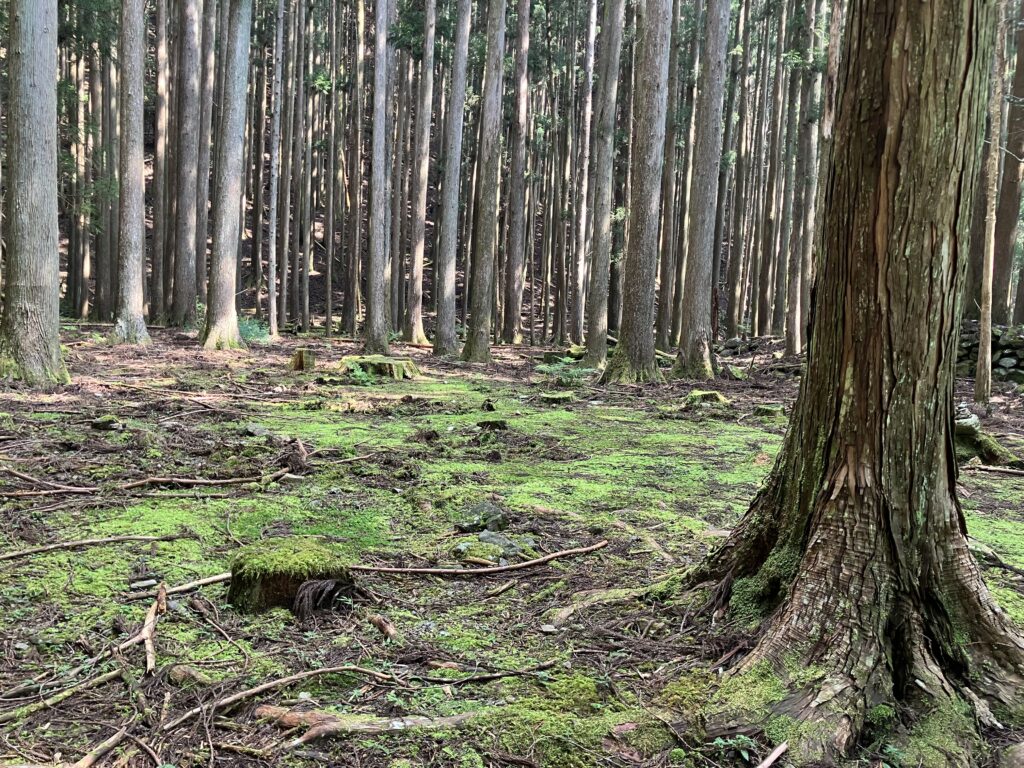 熊野古道 中辺路