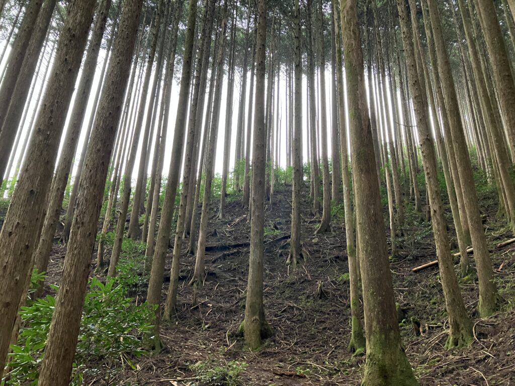 熊野古道 中辺路